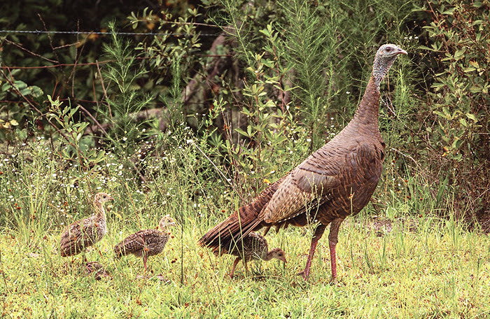 Wild Turkey brood _ FWC photo